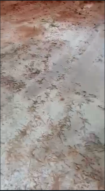 Corpo é encontrado esquartejado na Via Regional, em Salvador