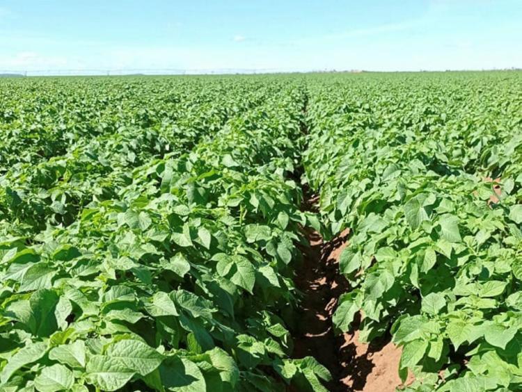Com alta de 30,1%, Bahia já ocupa 4º lugar do país na produção de batata inglesa