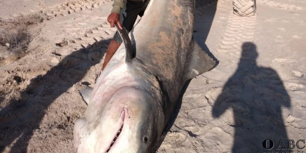 Tubarão com mais de 3,5 metros é encontrado morto no litoral do sul da Bahia
