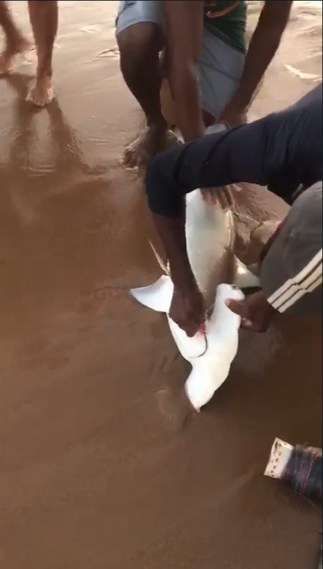 Pescadores salvam filhote de tubarão martelo na praia de Vilas do Atlântico