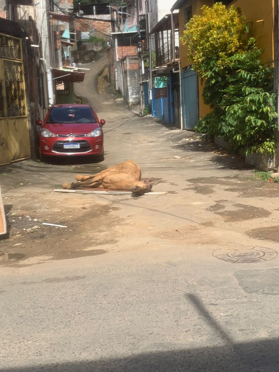 Morre cavalo que caiu em buraco de terreno baldio no bairro de Plataforma, em Salvador