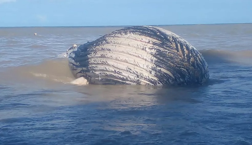 Baleia jubarte encalha no sul da Bahia