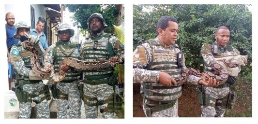 Guarda Civil Municipal resgata duas jibóias em Salvador