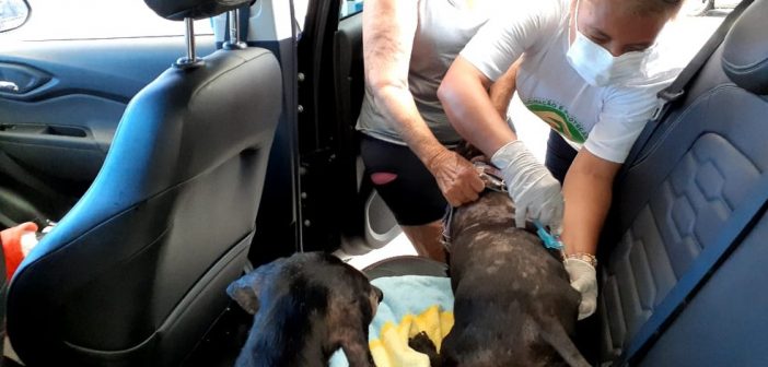 Salvador inicia campanha de vacinação antirrábica para animais na próxima segunda-feira (8)