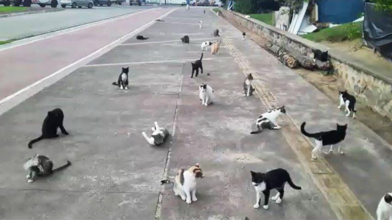Piatã vira “depósito de gatos” e situação preocupa ativistas