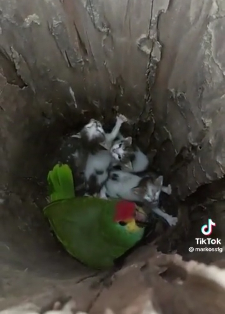 Papagaio adota 3 filhotes de gatos