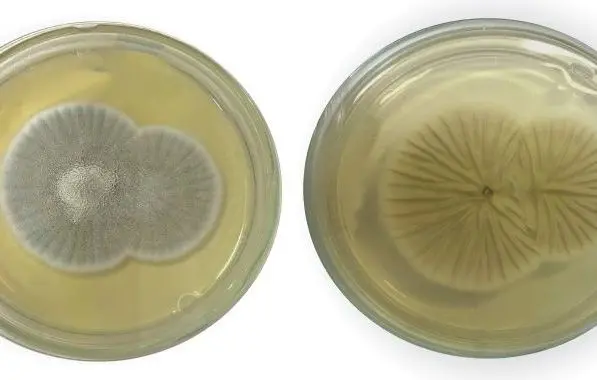 Fiocruz descreve primeiro caso de meningoencefalite por Penicillium chrysogenum no país