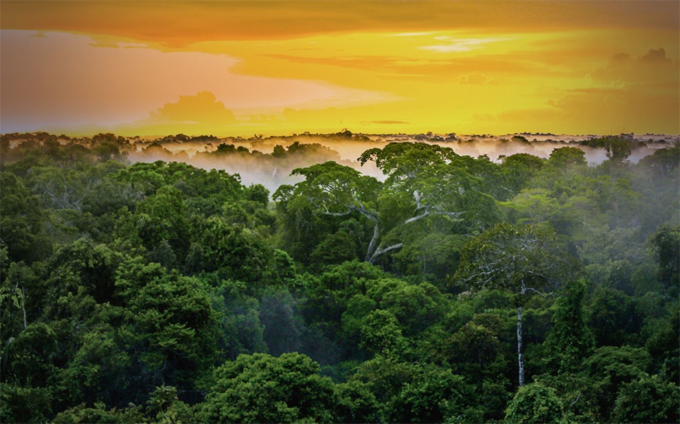 Áreas de conservação de espécies somam 62 milhões de hectares no país