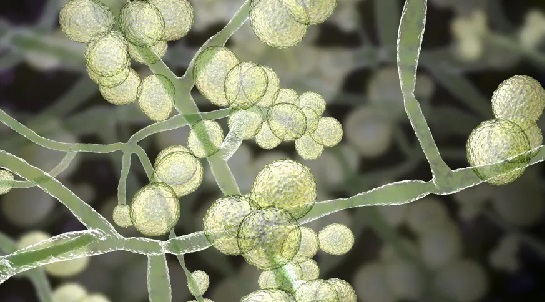 Cientistas descrevem maior surto do fungo Candida auris no Brasil