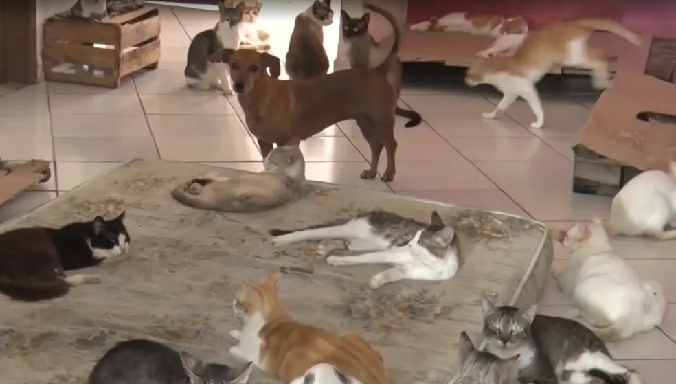 Possível envenenamento de gatos em Teixeira de Freitas é investigado pela polícia