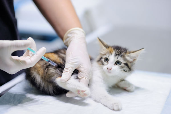 Prefeitura de Simões Filho promove vacinação animal antirrábica no CIA 2 e Ponto Parada