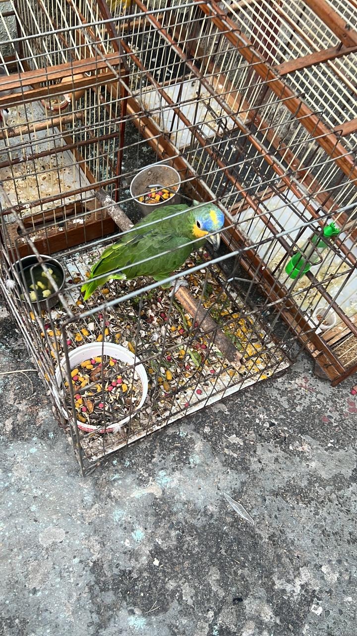 Policiais da Coppa resgatam 60 aves em situação de maus tratos em Salvador e criminoso é detido