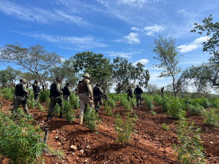 Cipe Caatinga localiza roça com mais de 120 mil pés de maconha