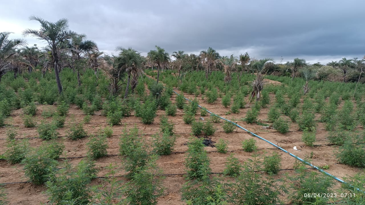 Plantação com 32 mil pés de maconha é erradicada na Chapada