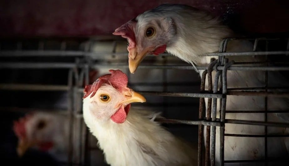 Segundo caso de gripe aviária na Bahia é confirmado pelo Ministério da Agricultura