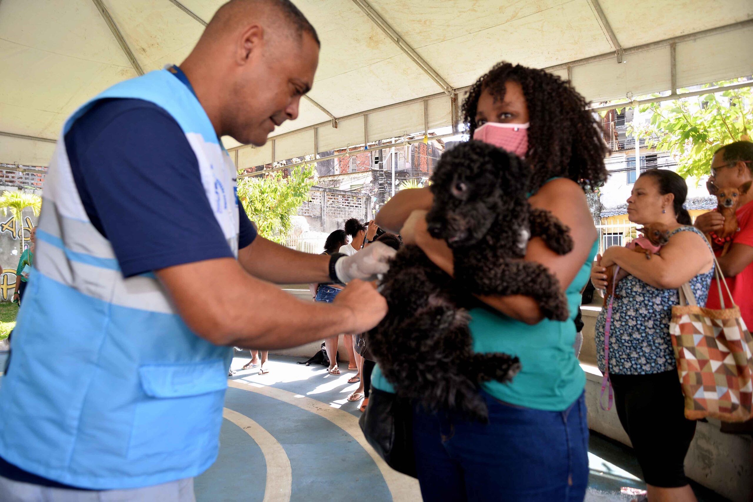 Salvador lança Campanha de Vacinação Antirrábica para proteger animais de estimação