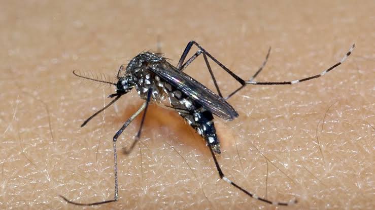 Prefeitura de Feira de Santana confirma quarta morte por dengue grave e alerta para sintomas
