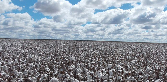 Agricultura em Ascensão: Bahia Estima Safra Recorde de Cereais e Algodão