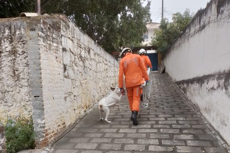 Cachorro frustra assaltante e é resgatado por bombeiros do 8º BBM