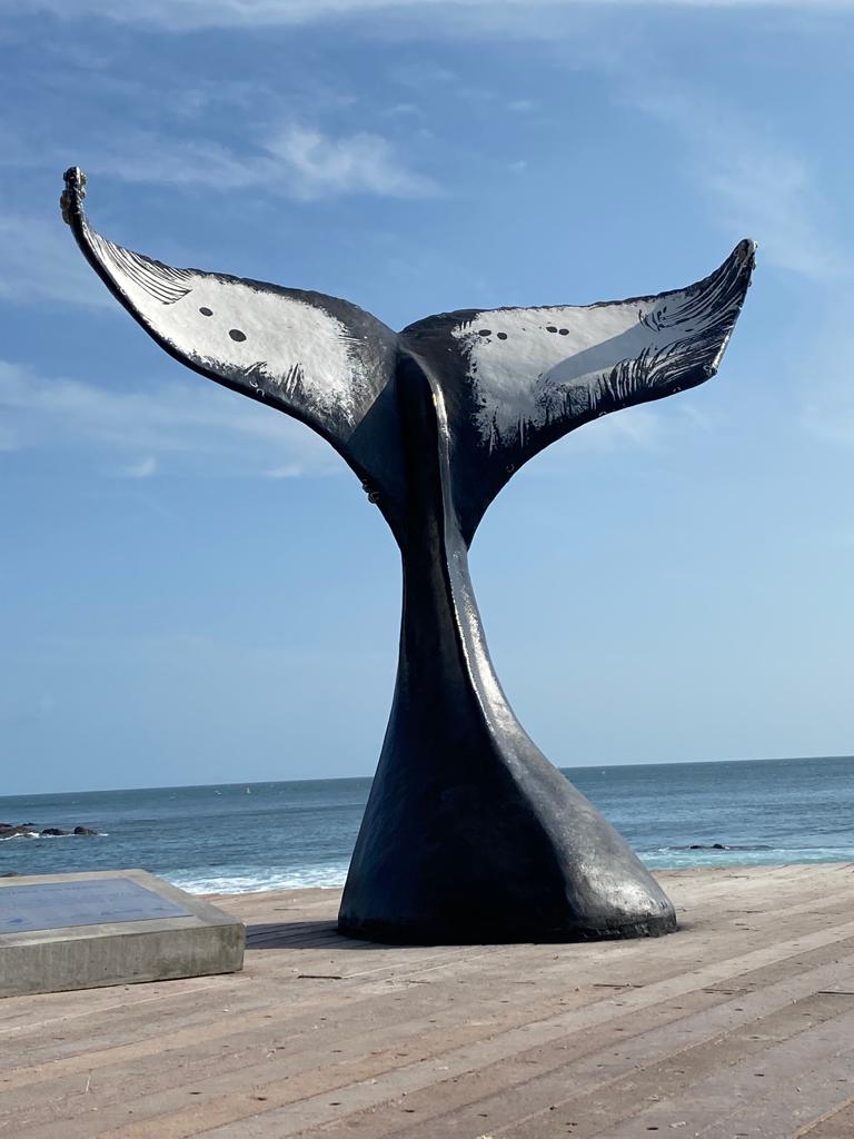 Monitoramento de Baleias Revela Histórias de Migração e Homenagem no Litoral de Salvador