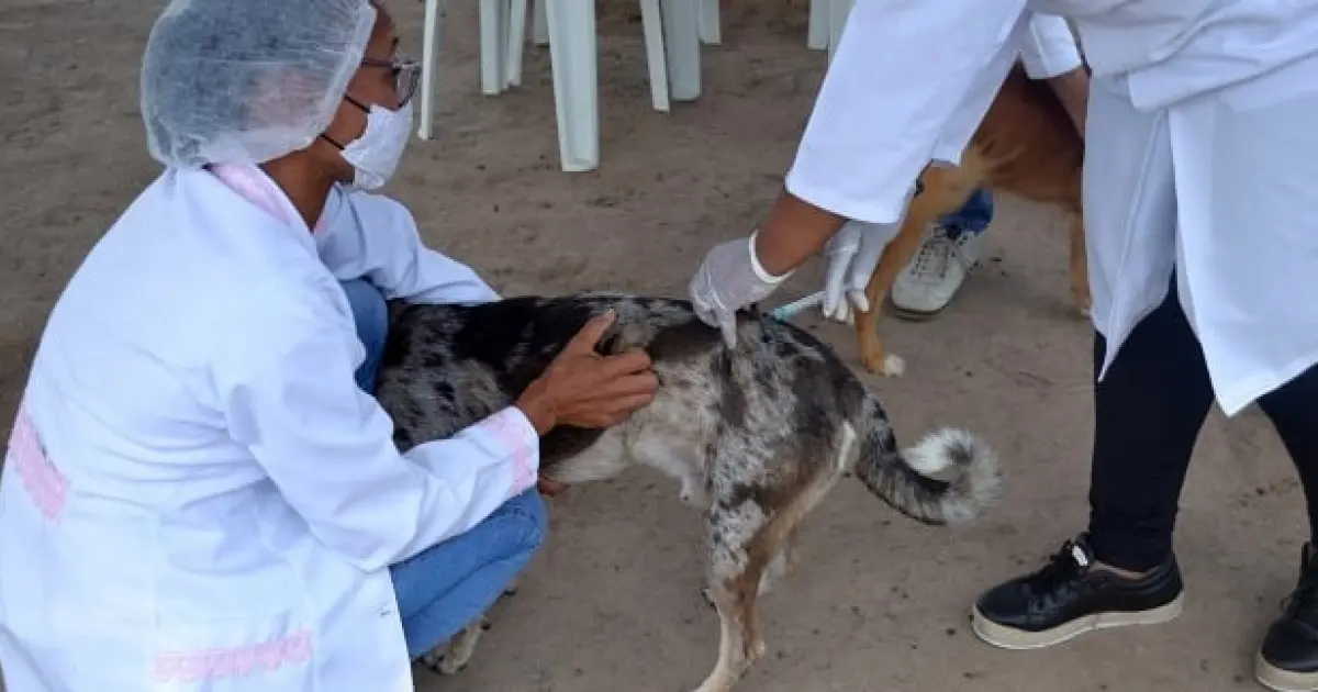 Feira de Santana alerta para risco de raiva após dois novos casos em morcegos