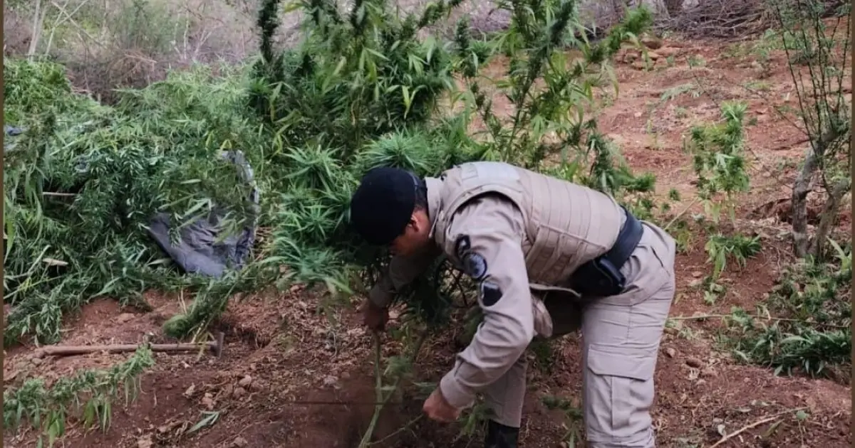 PM apreende 17kg de maconha em Campo Formoso