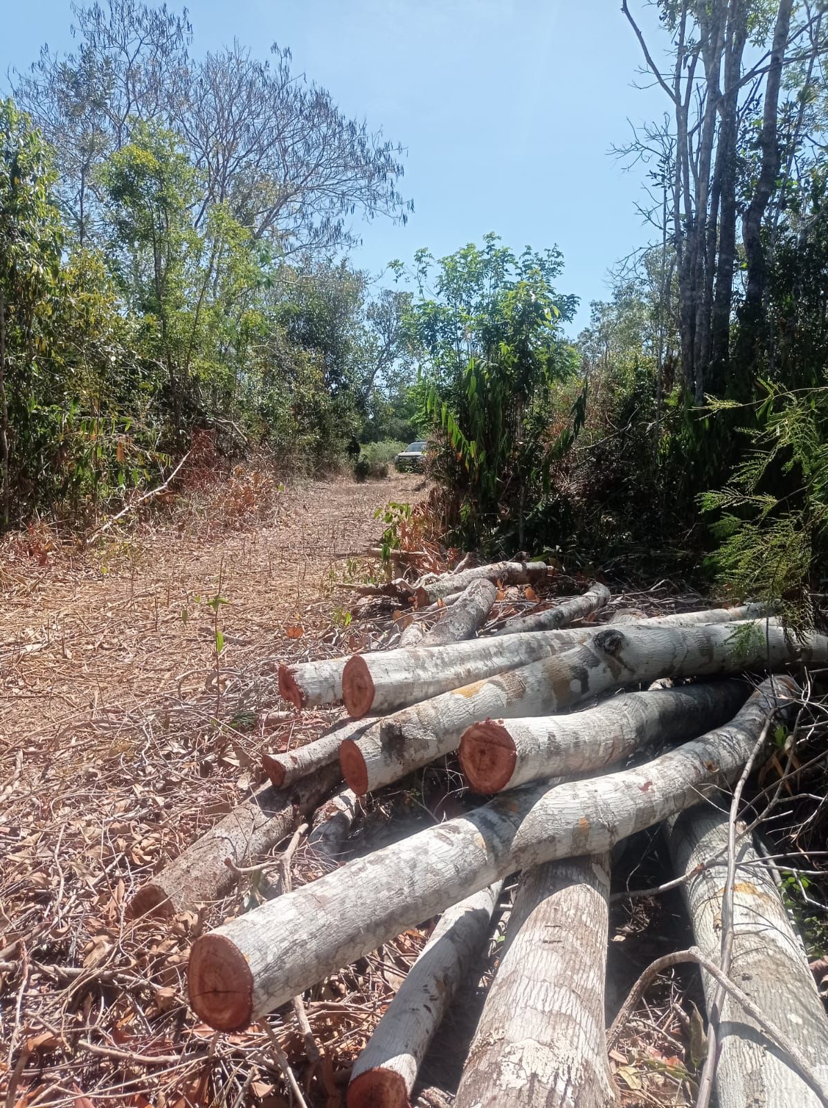 PMBA detém suspeito e apreende equipamentos em operação contra desmatamento em Morro do Chapéu