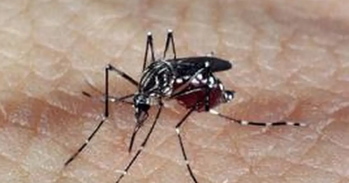 Dengue no Nordeste: quase metade da população já teve a doença