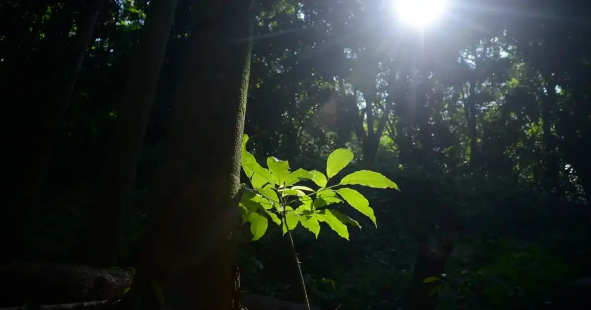 Agronegócio pode vender crédito de carbono se evitar desmatamento ilegal