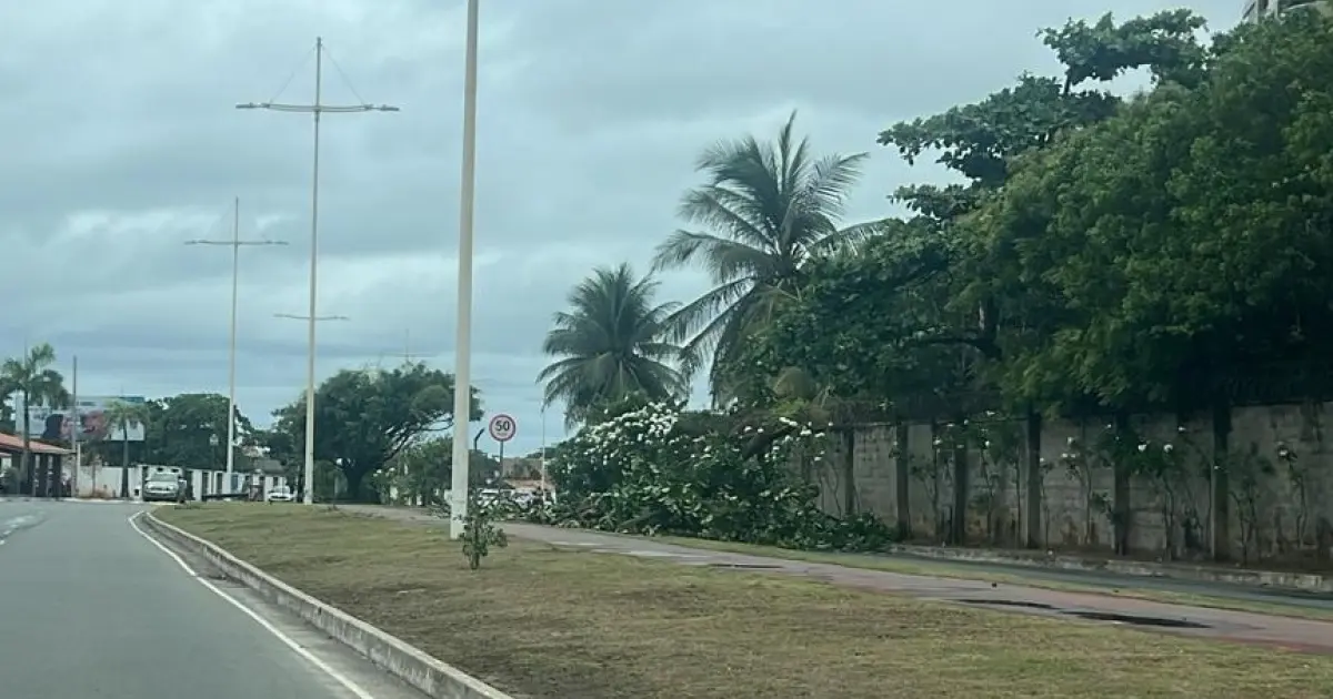 Chuva provoca queda de árvore em avenida de Salvador