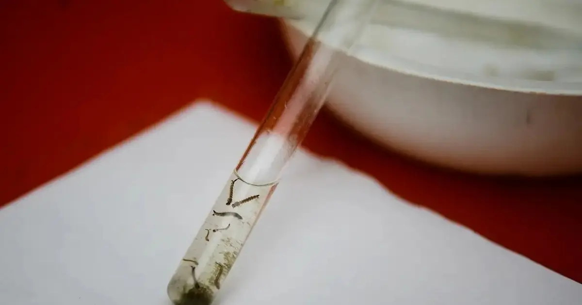Bahia aguarda definição do Ministério da Saúde para vacinar contra dengue