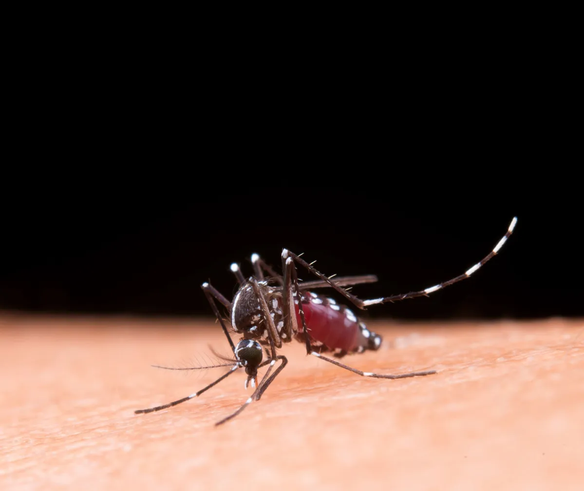 Dengue no Brasil: Casos Prováveis se Aproximam de 400 Mil em 2024
