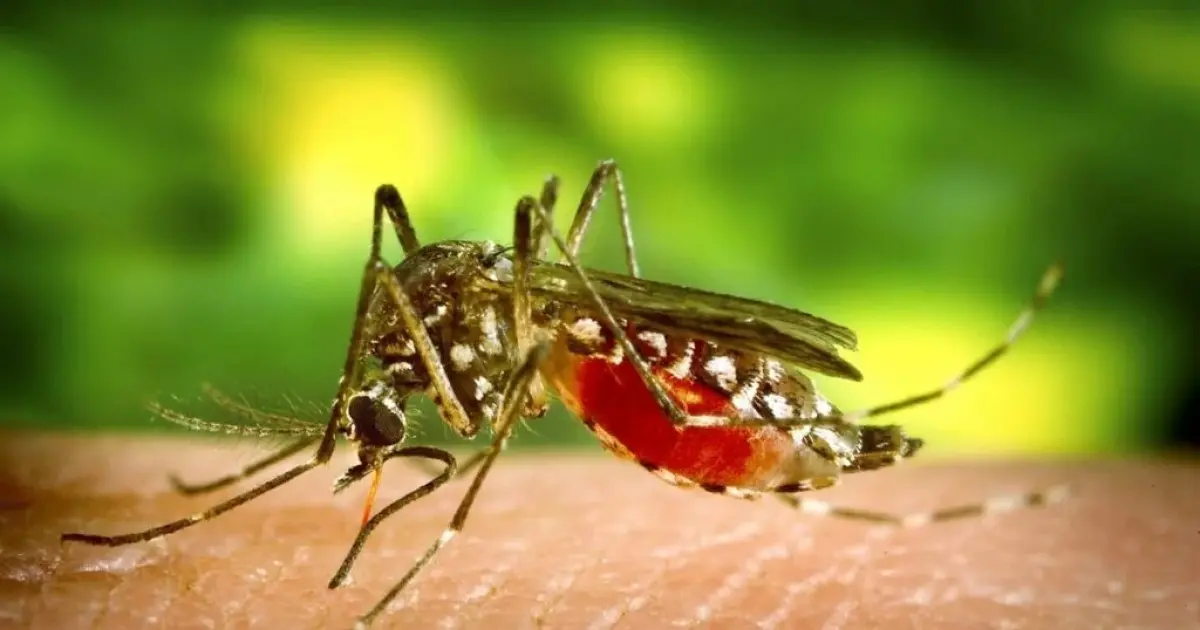 Brasil, Paraguai e Argentina concentram 92% dos casos de dengue nas Américas, alerta OMS