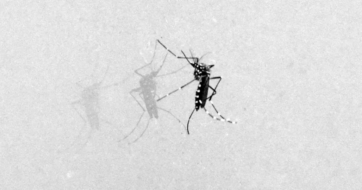 Dengue: Quatro pacientes em UTIs e 26 internados em Feira de Santana