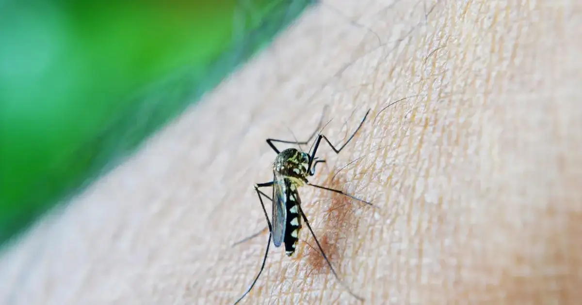 Ministério da Saúde alerta para aumento de 345% em casos de dengue em gestantes