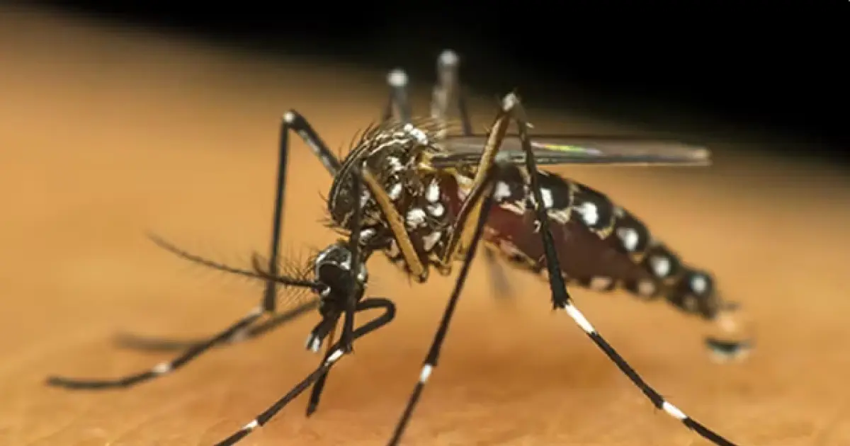 Dengue: Número de mortes sobe para 27 na Bahia, confirma Sesab