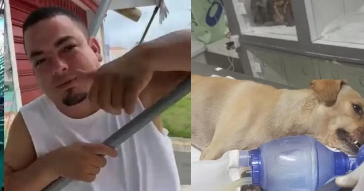 Cachorro baleado durante tiroteio em Salvador não resiste aos ferimentos