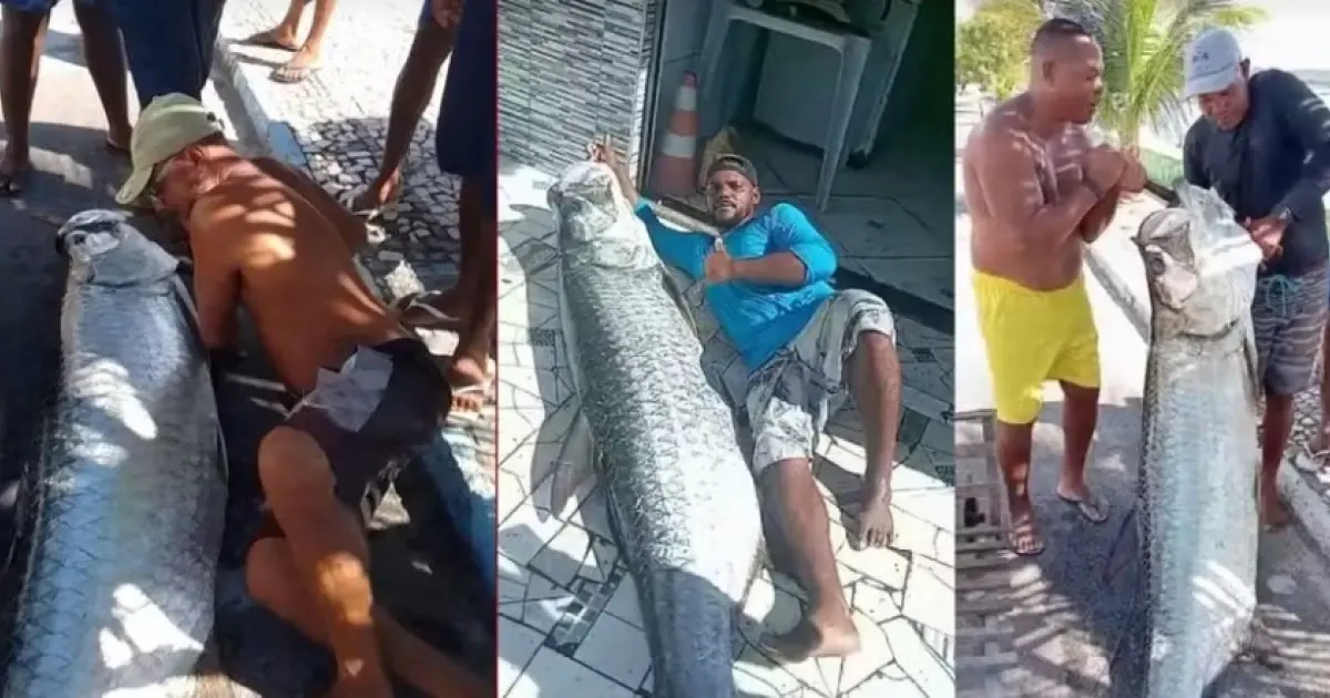 Gigante do Mar! Pescador captura camurupim de quase 2 metros no Recôncavo Baiano