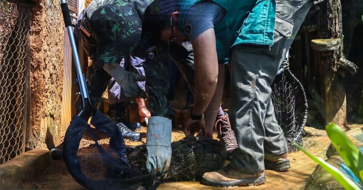 Guarda Municipal já resgatou mais de mil animais silvestres em Salvador em 2024
