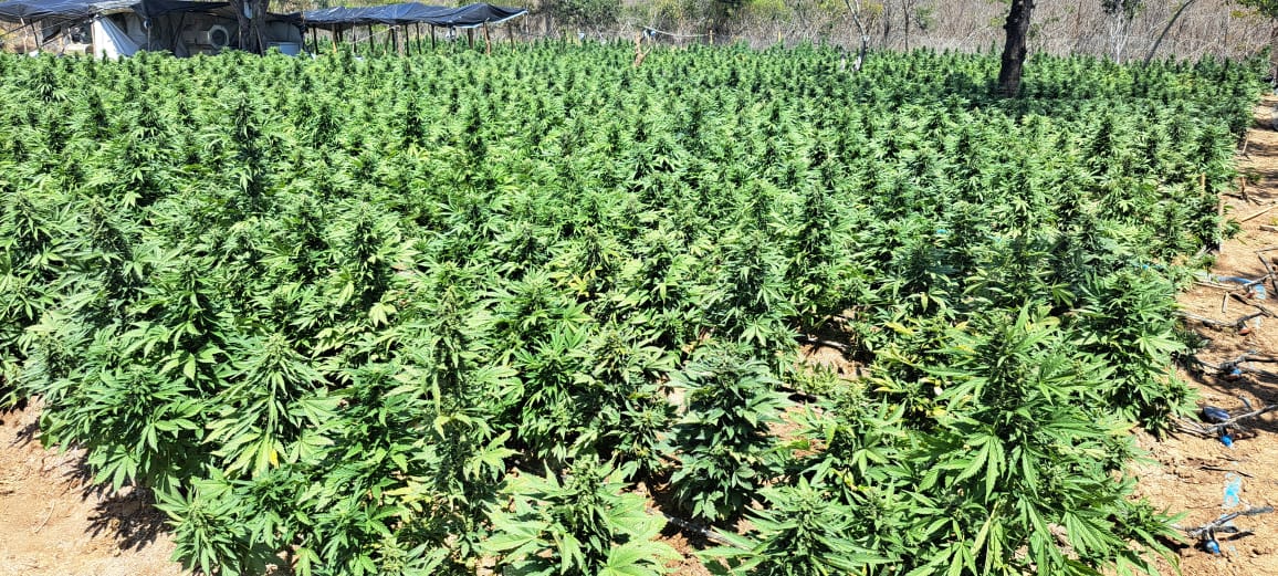 FICCO e PM/BA apreendem laboratório de produção de maconha intensiva