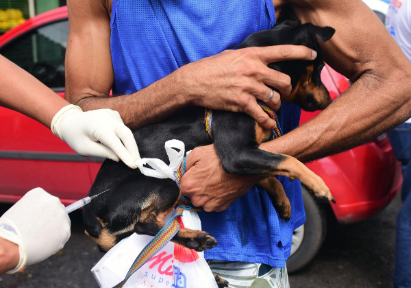 Vacinação antirrábica e castração gratuita para pets seguem disponíveis em unidades municipais