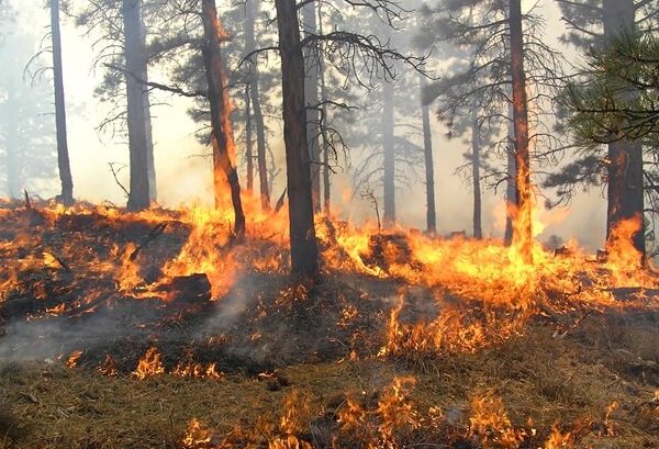 Com queimadas na Amazônia, emissão de gases do efeito estufa cresce 60% desde 2023