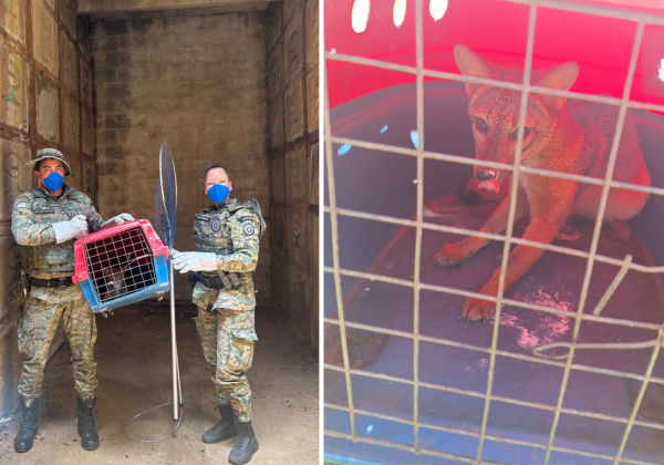 Cachorro-do-mato é resgatado de sepultura em cemitério na Estrada Velha do Aeroporto