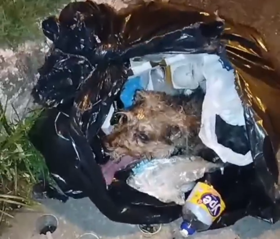 Cão é encontrado vivo em saco de lixo em área residencial de Vilas do Atlântico