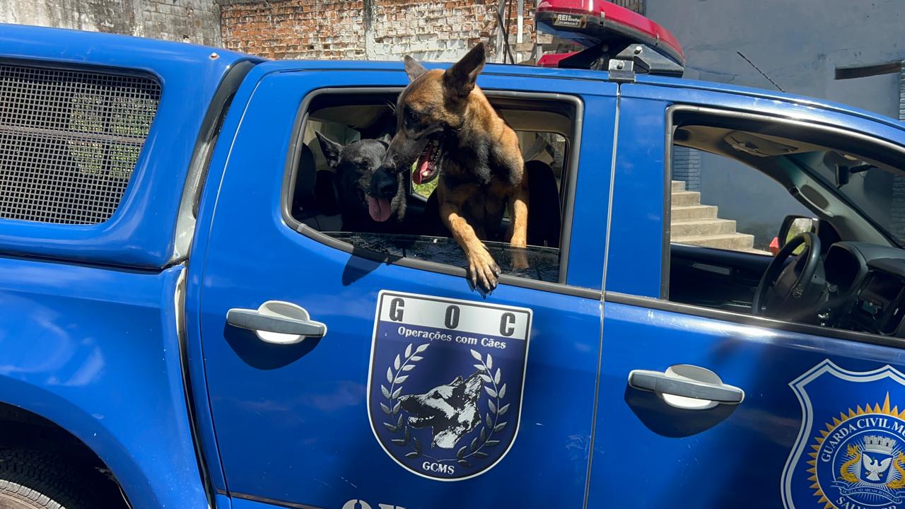 K9 da GCM de Salvador inspira projeto de adestramento sem violência para tutores e profissionais