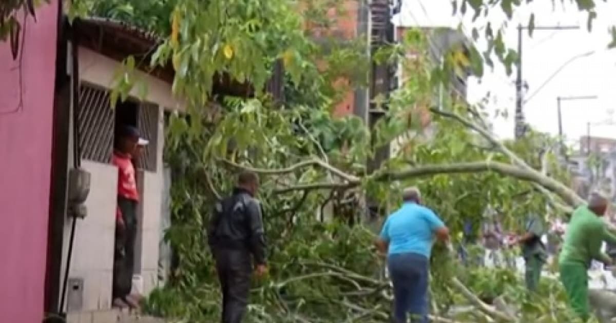 Queda de árvore após chuva isola moradores em Simões Filho