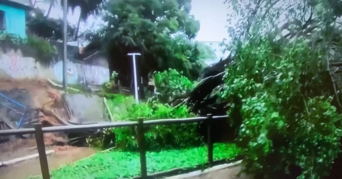 Árvore cai no Dique do Tororó e complica trânsito em Salvador