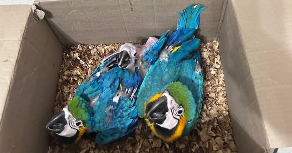 Homem é preso por tráfico de animais silvestres em Feira de Santana