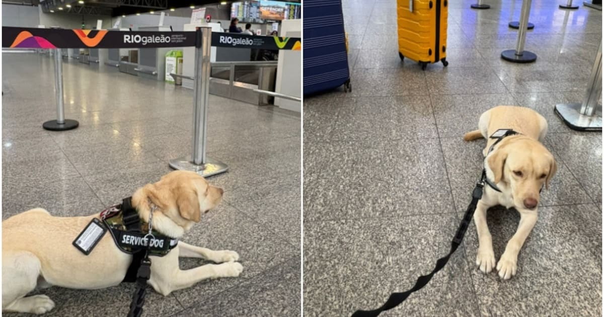 Voo é cancelado após TAP descumprir decisão sobre transporte de cachorro na cabine