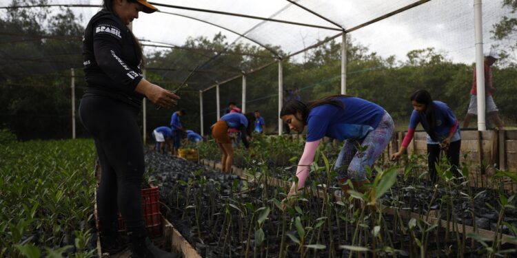 Colaboração científica com moradores preserva áreas de manguezal na região amazônica
